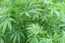 মনতলা থেকে পাঁচ লক্ষাধিক টাকার গাঁজা আটক 